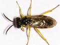 Aneugmenus fuerstenbergensis